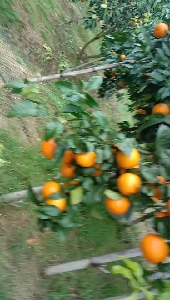 象山红美人爱媛橙28号果冻橙