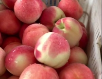 山东优质秋彤黄金毛桃上市，货源充足