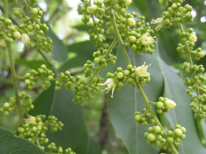 供应广西无患子树苗与苦患子树苗与苦楝树苗简介