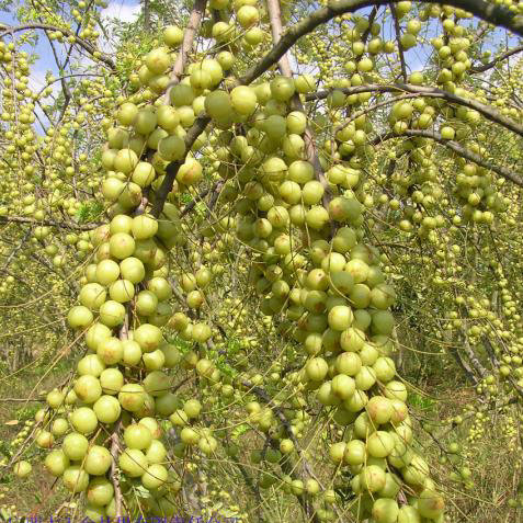 求购专业广西余甘果苗直生苗培育基地