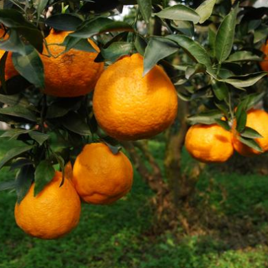 耙耙柑 不知火 春见 晚碰 血橙 丑橘