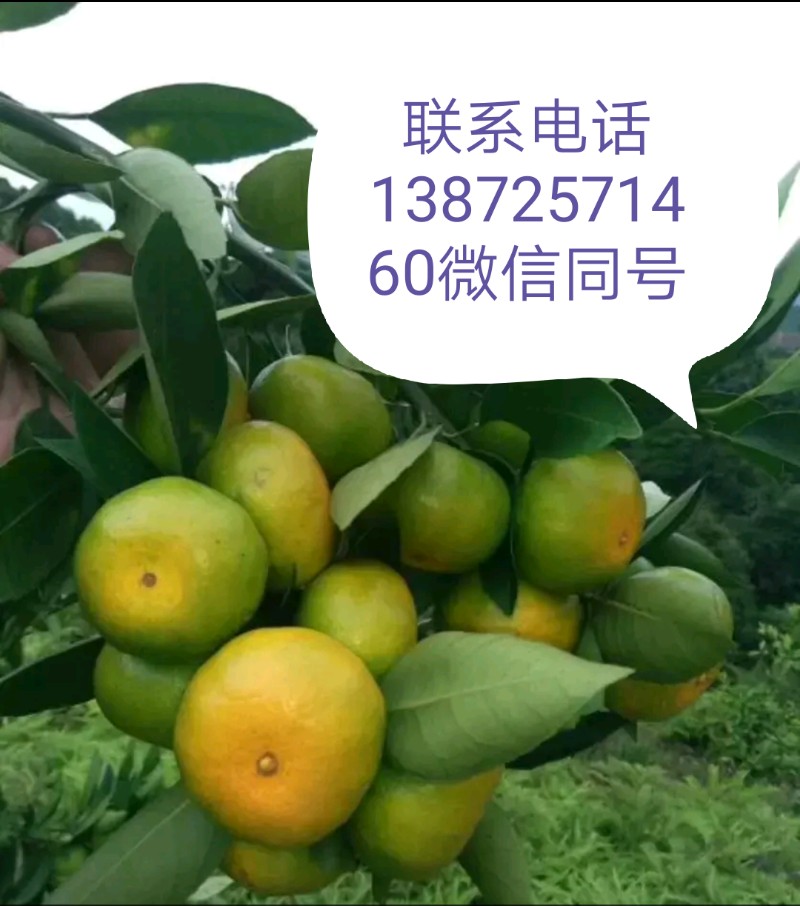 湖北蜜桔/椪柑产地批发