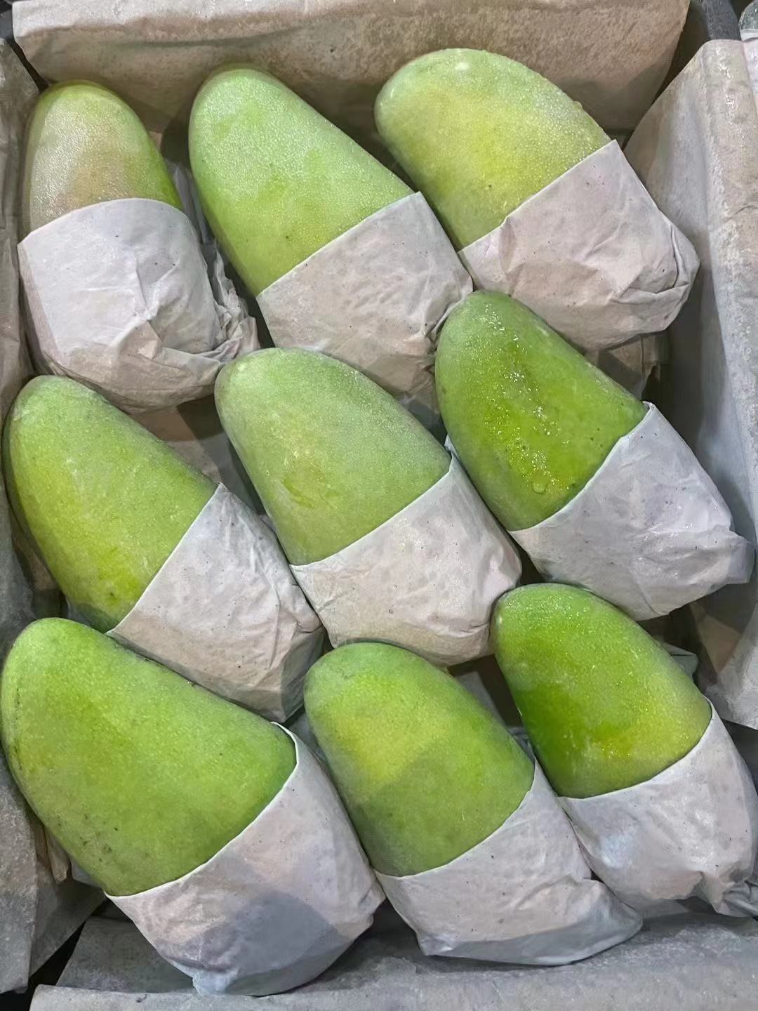 大青芒，白玉芒