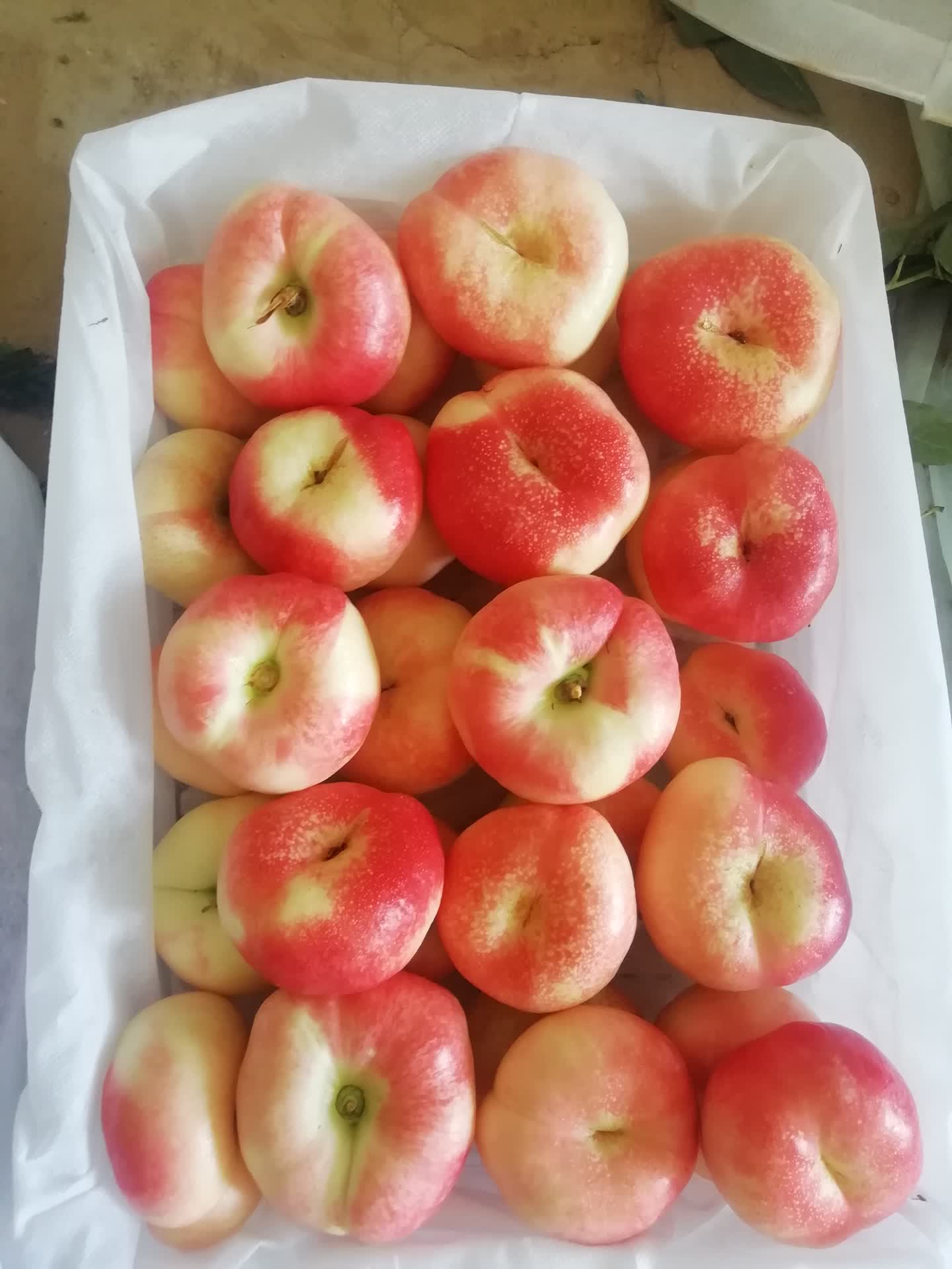 油蟠桃批发 油蟠桃基地 油蟠桃产地价格