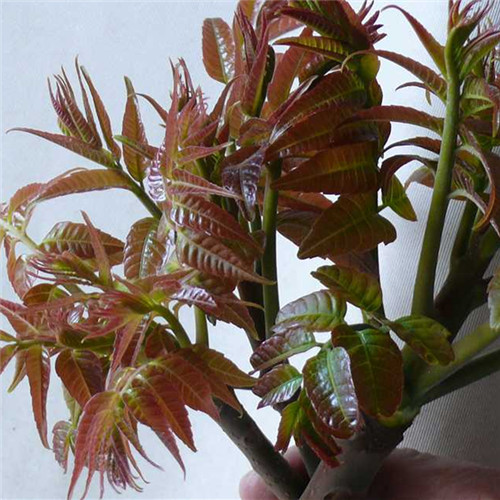 供应玉林香椿芽苗和香椿苗品种介绍