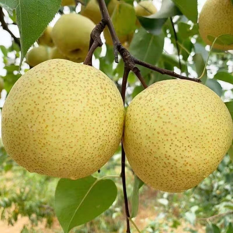 安徽砀山酥梨产区