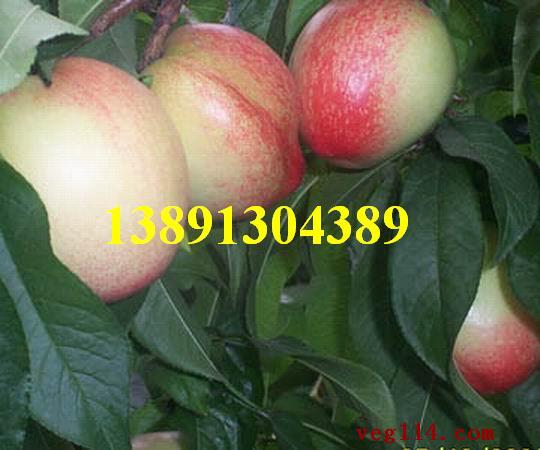 陕西露地中油18油桃，中油19油桃产地价格