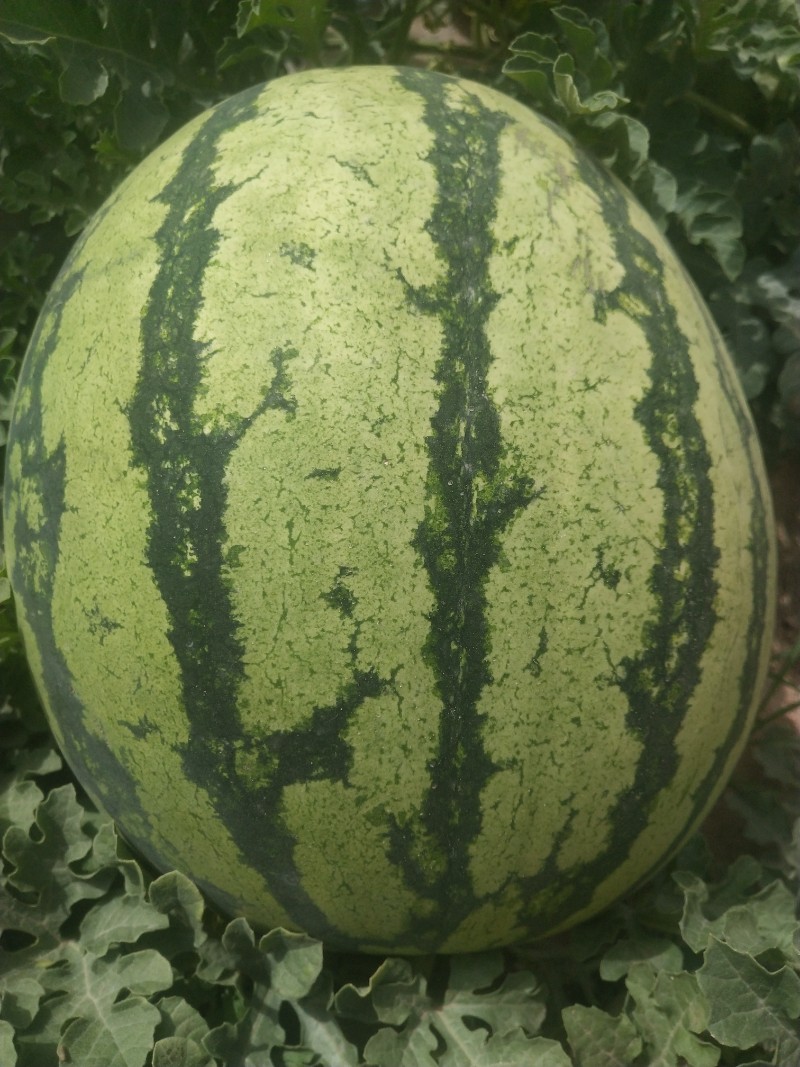 甘肃会宁砂田西瓜