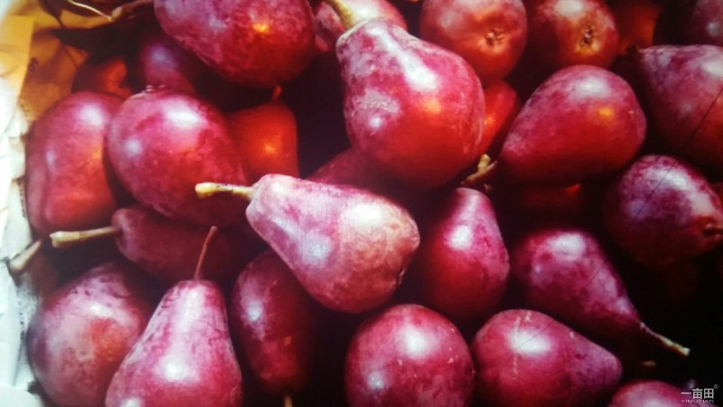 红啤梨60＃65＃产地批发合作