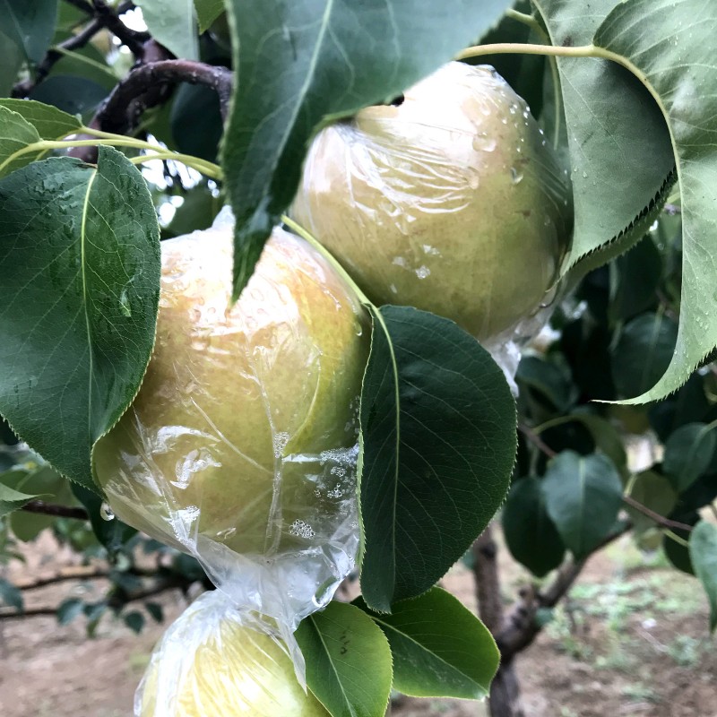 隰县玉露香梨