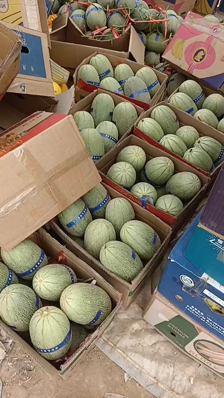 晓密25、哈密瓜、莘县成祥农副产品购销服务有限公司