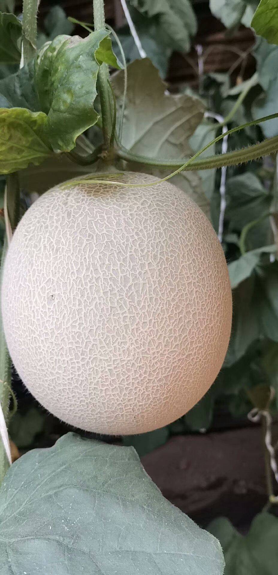 香瓜，甜瓜大量上市