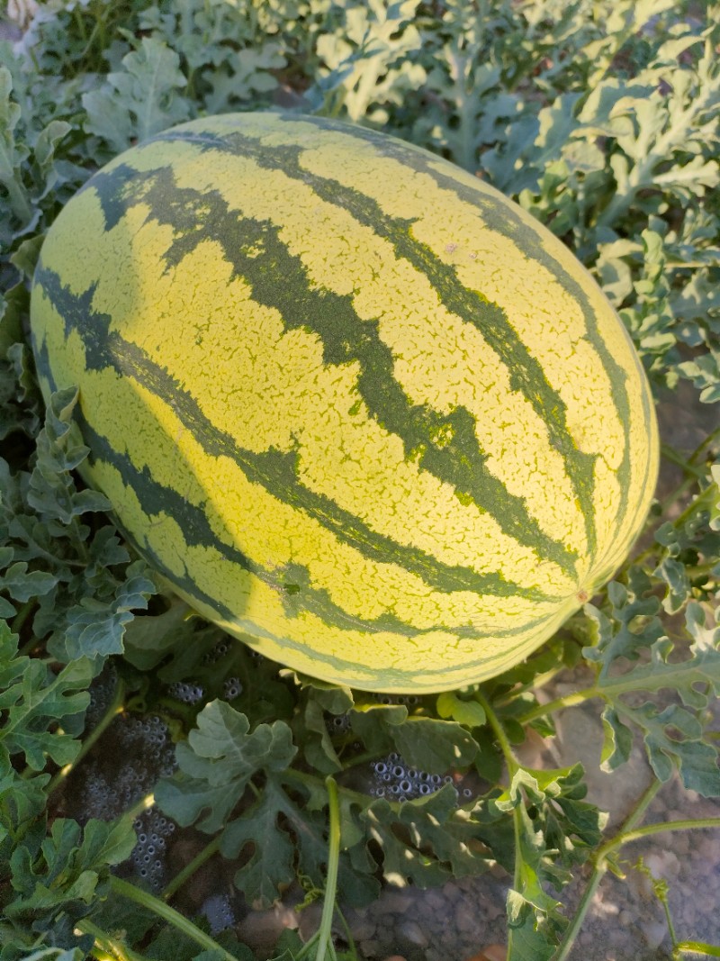 宁夏.甘肃农副产品