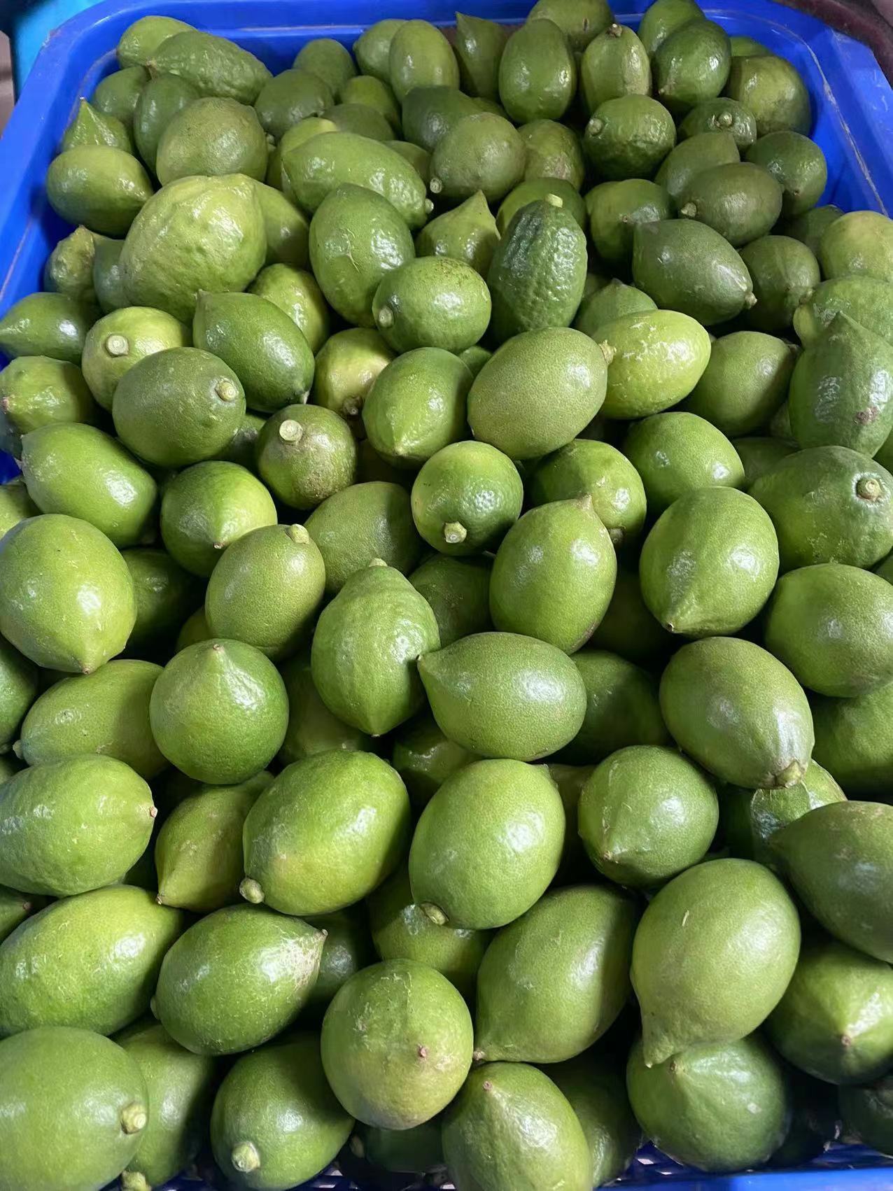 广东香水柠檬v20262026088