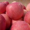 山东优质红富士苹果上市了，货源充足
