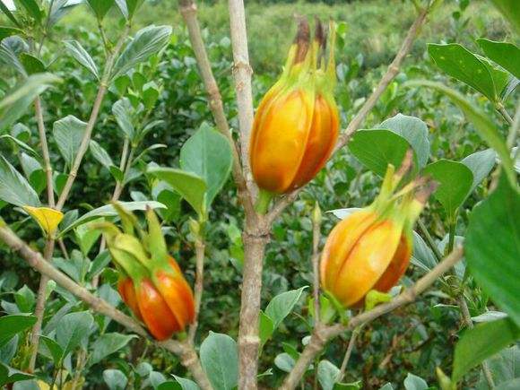 供应广西黄栀子苗与砂仁苗 白扁豆苗与蔓京子苗