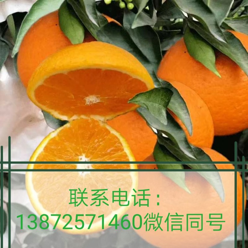 湖北宜昌脐橙销售/脐橙批发/纽荷尔脐橙