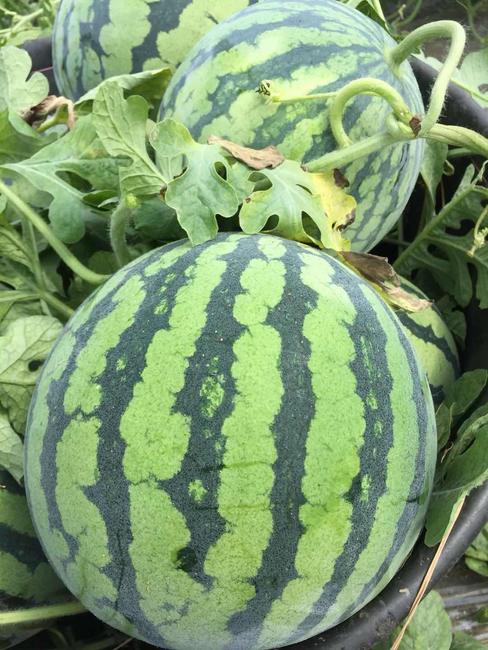 陕西大棚美都西瓜产地上市价格