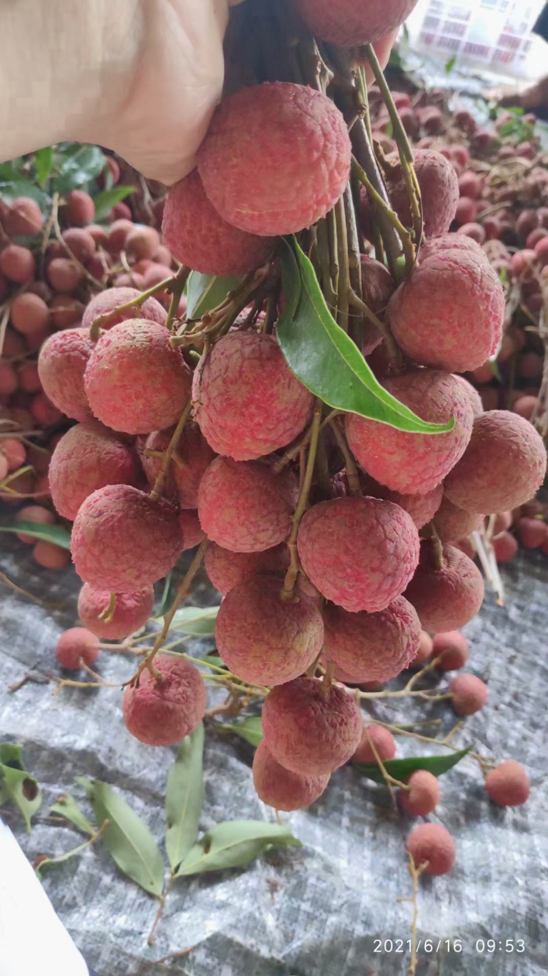 黑叶荔枝 大量上市  价格便宜