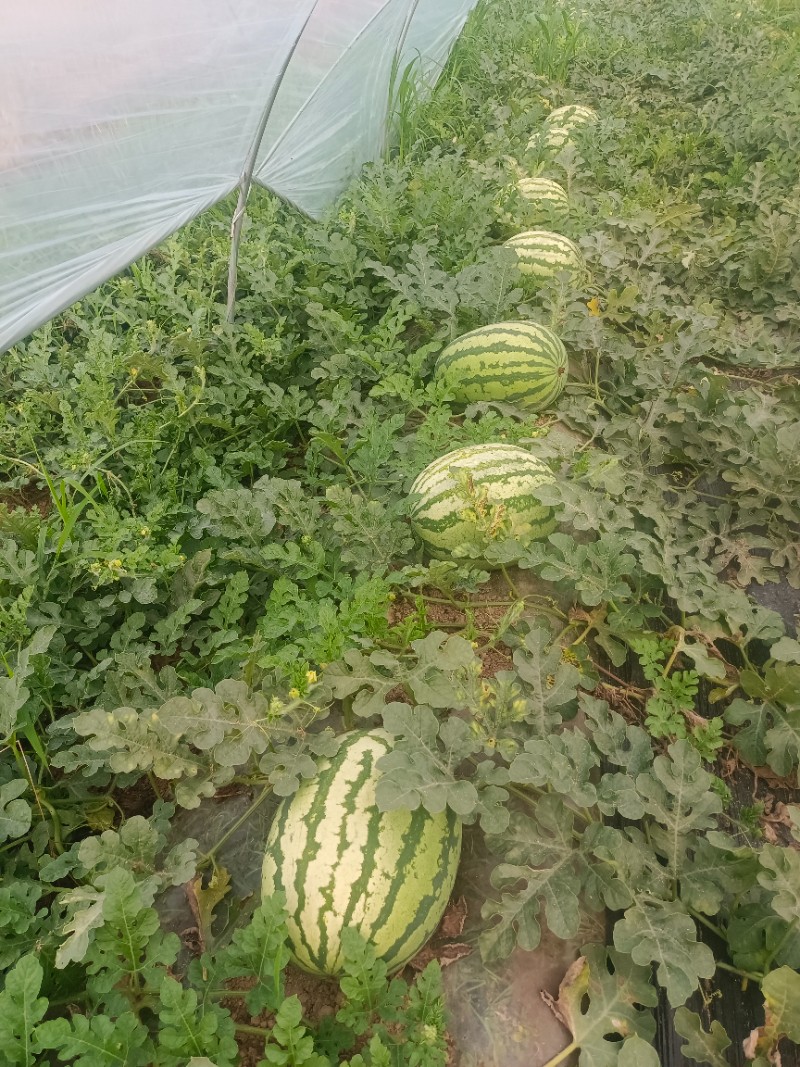 宁夏硒砂瓜西瓜批发硒砂瓜西瓜价格