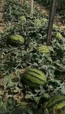山东西瓜大量批发