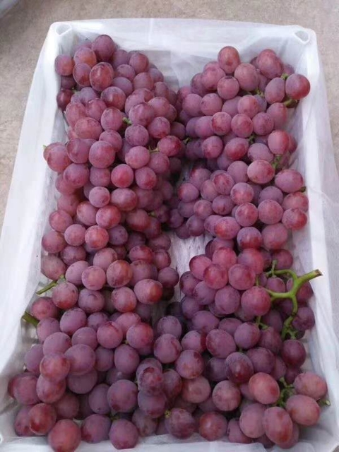 陕西红提葡萄基地价格