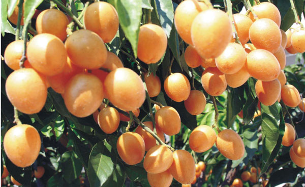 供应黄皮苗品种 玉林鸡心黄皮苗和无核黄皮苗基地