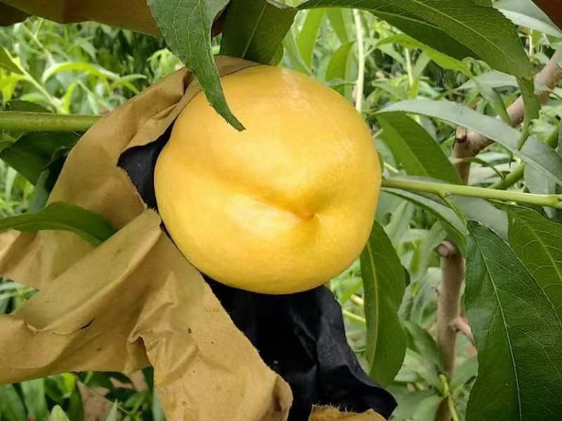 黄桃，蟠桃，和早桃儿