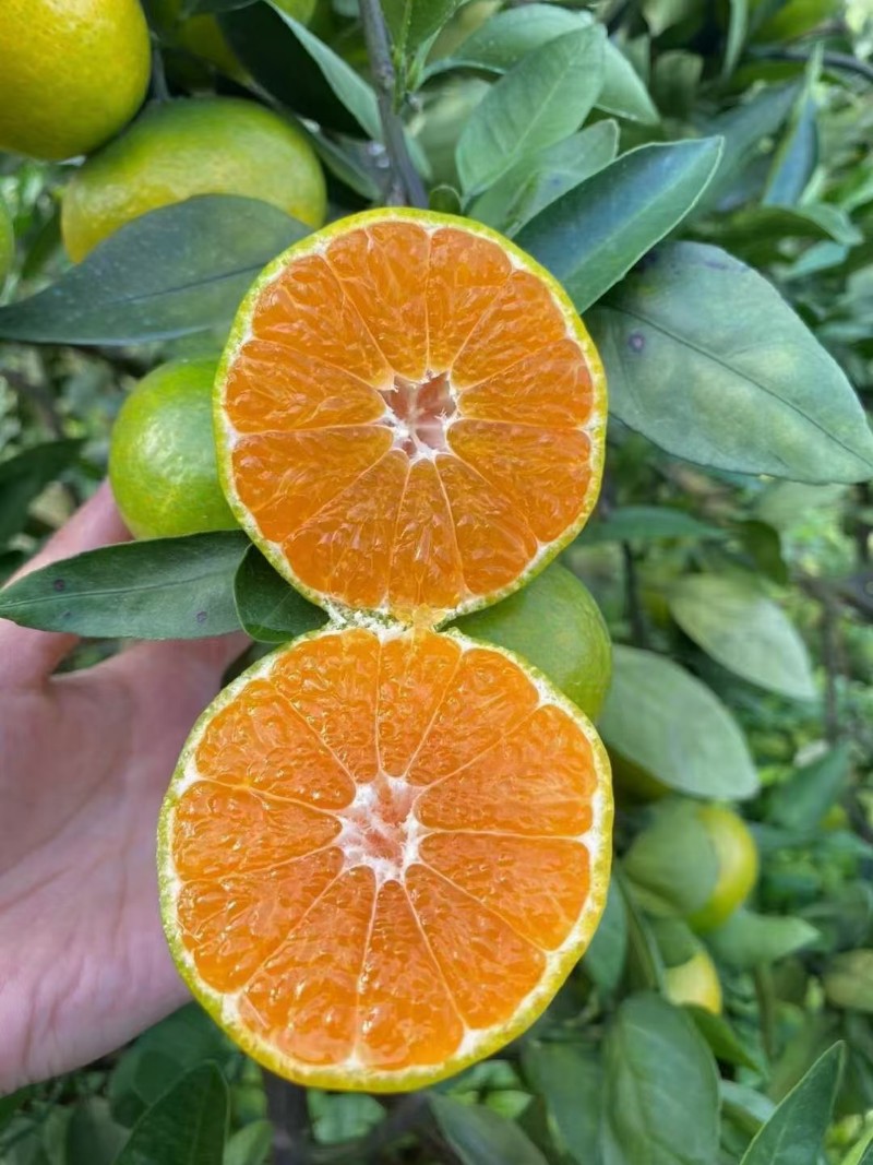 特早柑橘柑桔大量上市现在柑桔，特早已经大量上市了！欢迎全国采购商过来品鉴洽谈！胡，20262026291