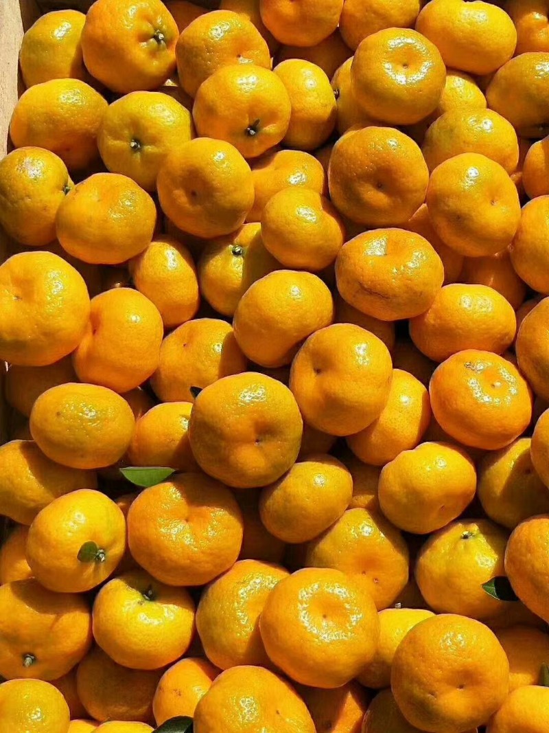 南丰蜜橘