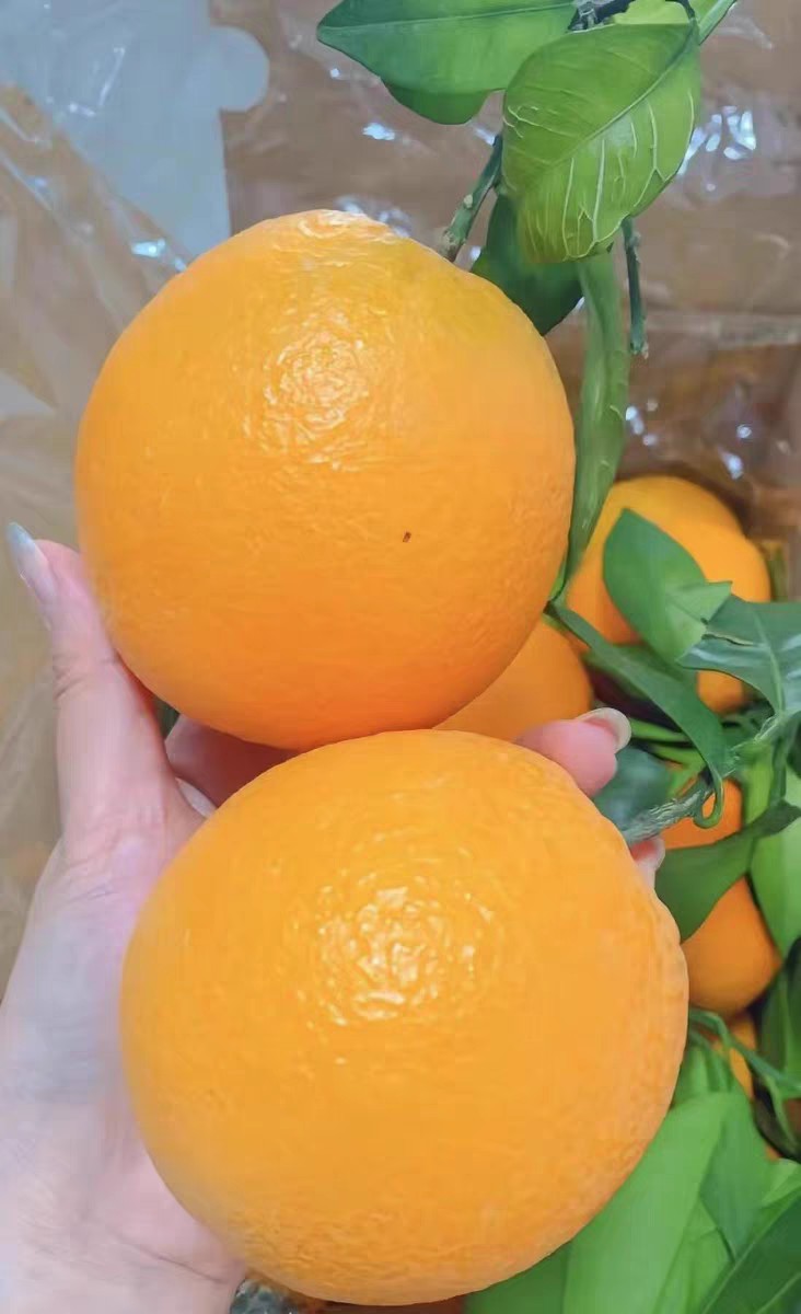 橙子赣南脐橙
