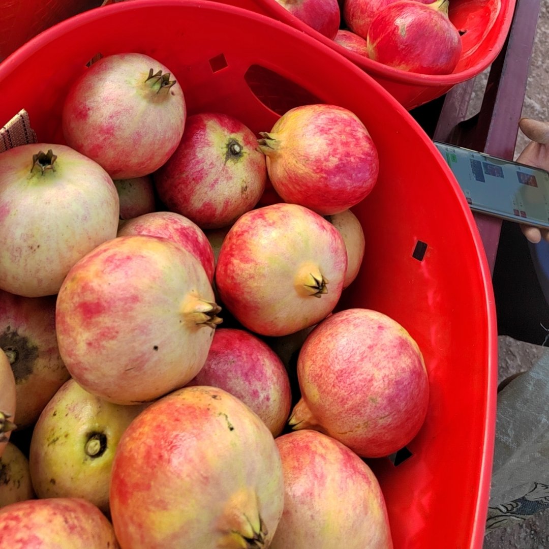 突尼斯软籽石榴