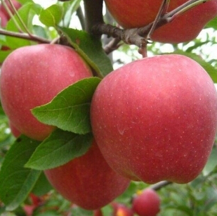 东北辽宁绥中富士、黄元帅黄金帅、韩富寒富苹果批发代收