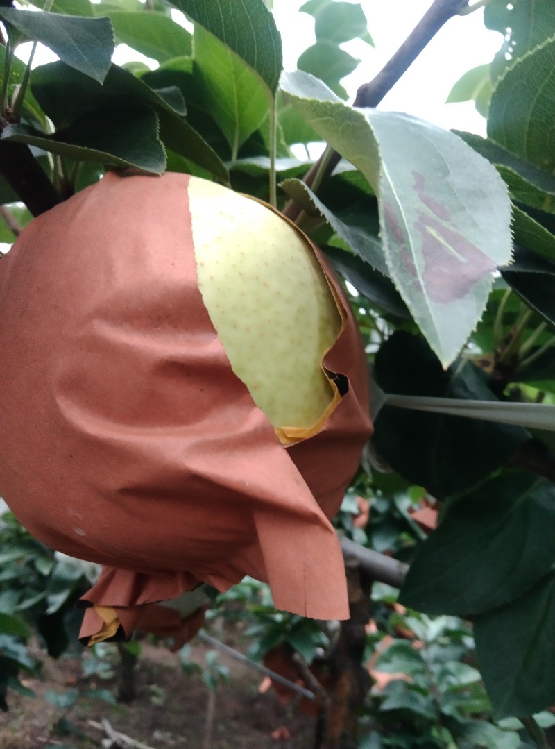 出售梨，南水梨，黄金梨，丰水梨，秋月梨