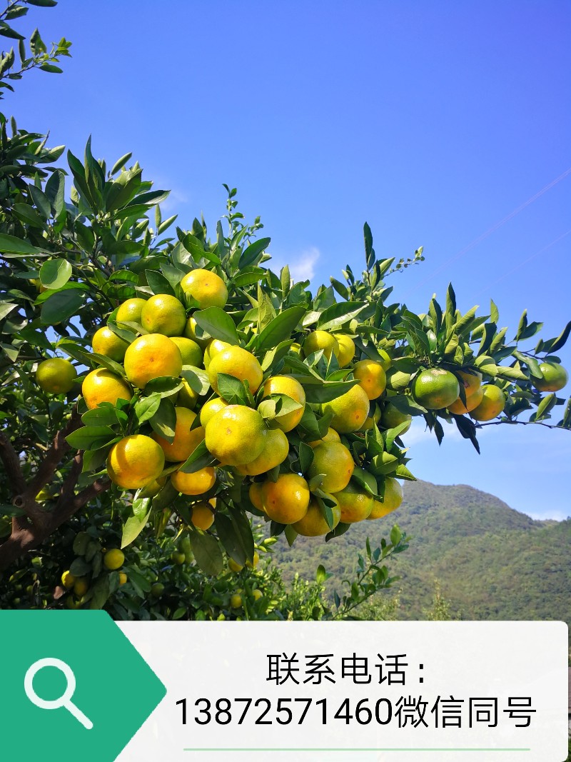 湖北特早柑橘、早熟蜜桔，椪柑、蜜柚产地批发