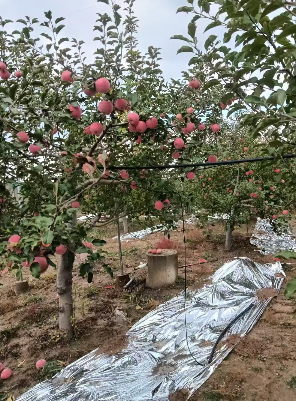 米脂山地富士苹果