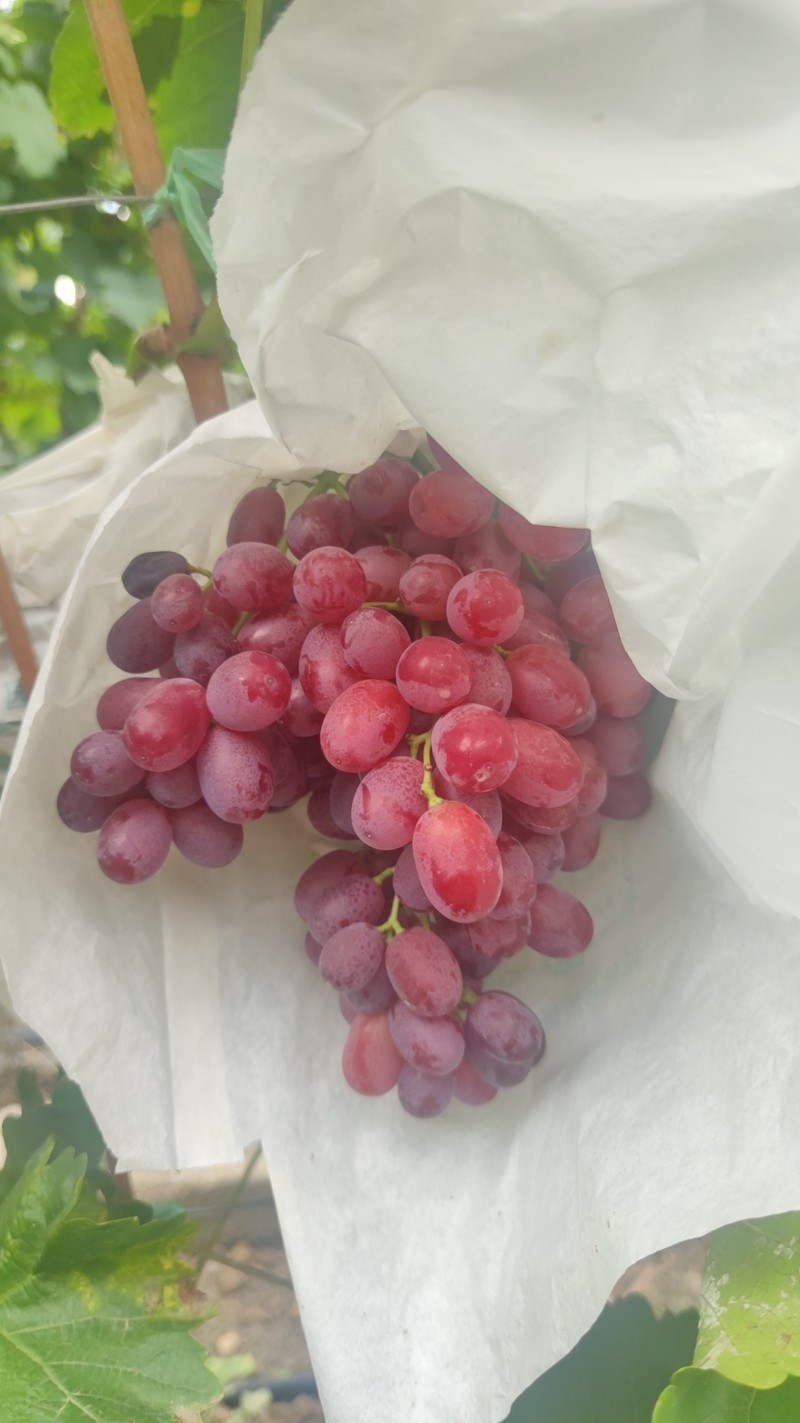 克伦生所有级别