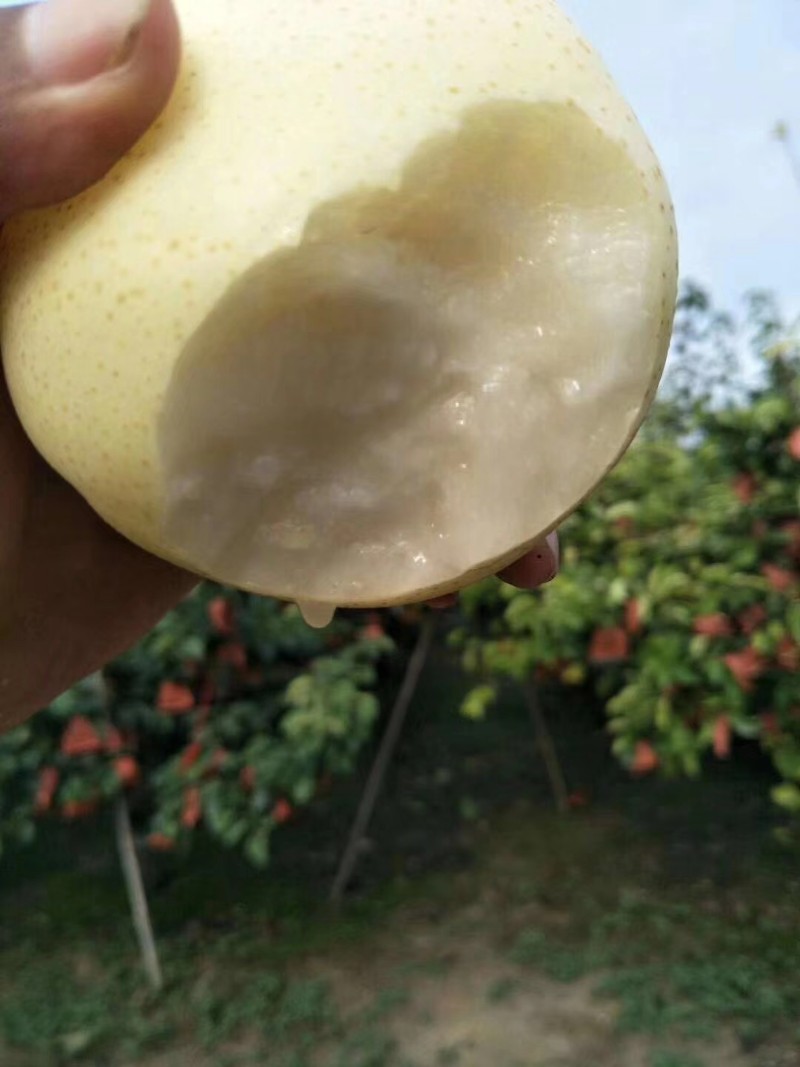 河南省西华县黄金梨新鲜上市，果农直销，量大从优