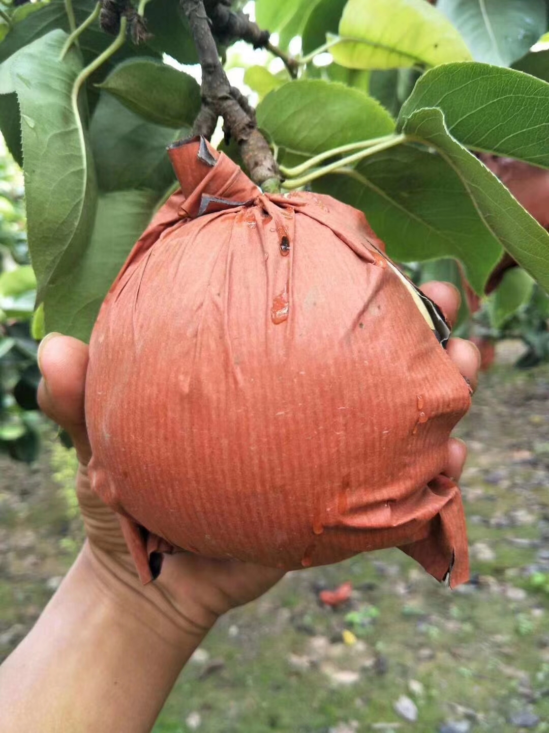 2026河南黄金梨隆重上市，果农直销，现摘现卖