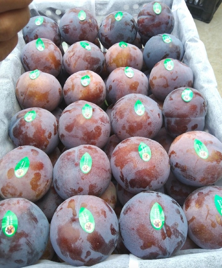 黑李子总统大量上市中