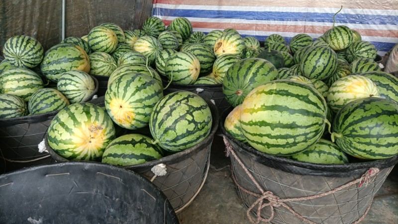 甜蜜蜜大棚西瓜