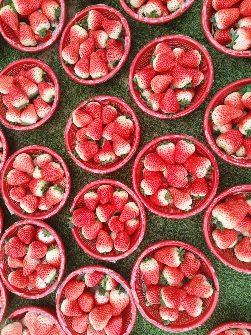天仙醉(妙香)草莓批发