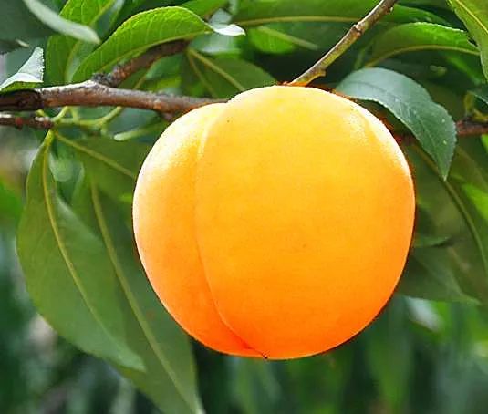 头茬甜黄桃软糯脆甜新鲜水果当季桃子蜜桃脆桃时令直发