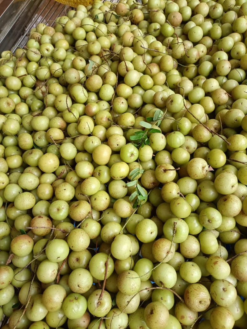 油柑果《余甘果》