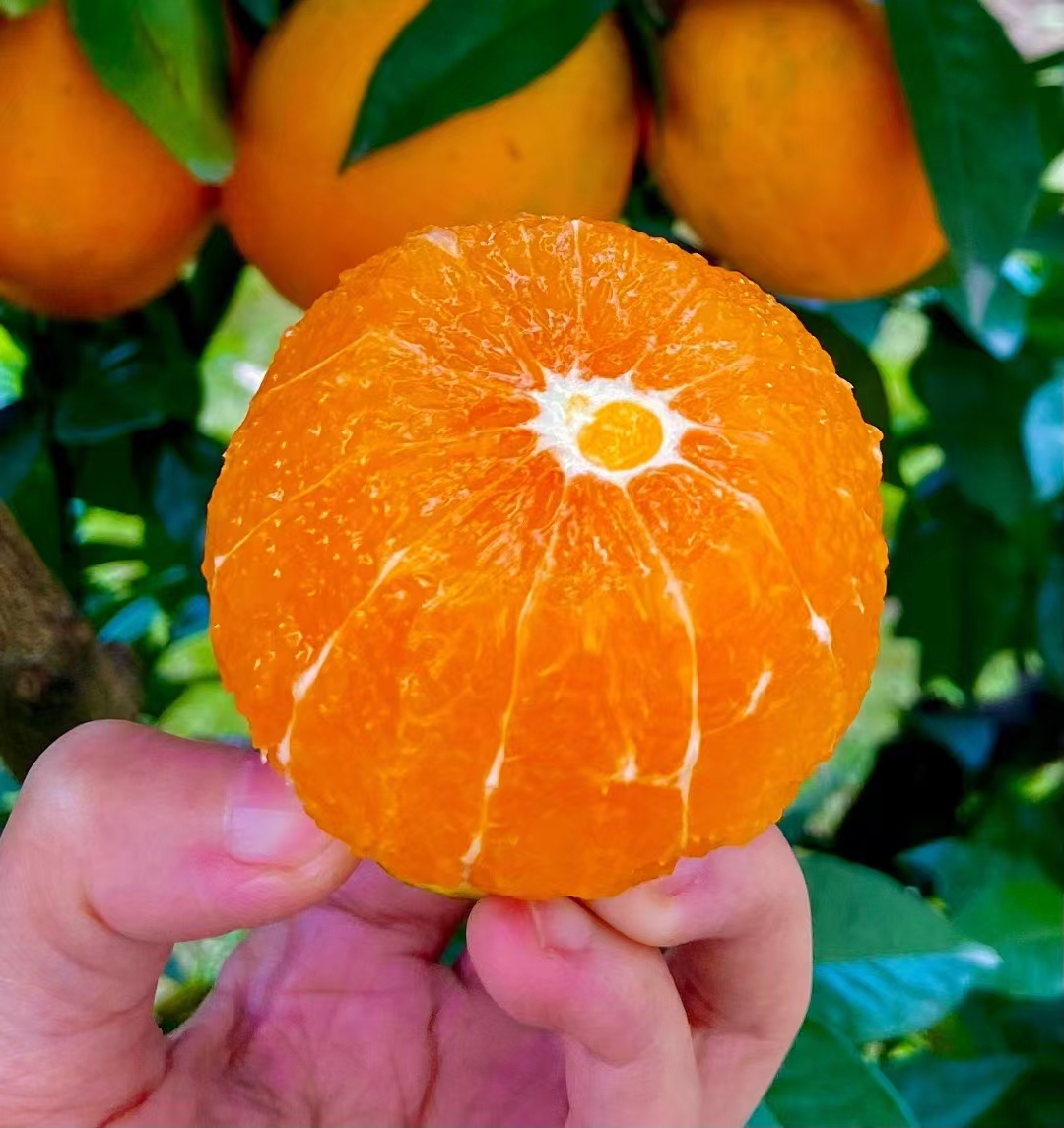 湖北秭归九月红脐橙 可以吸的果冻橙