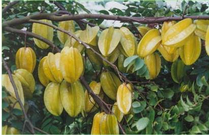 供应甜杨桃苗与油桃苗 玉林四季甜杨桃苗批发