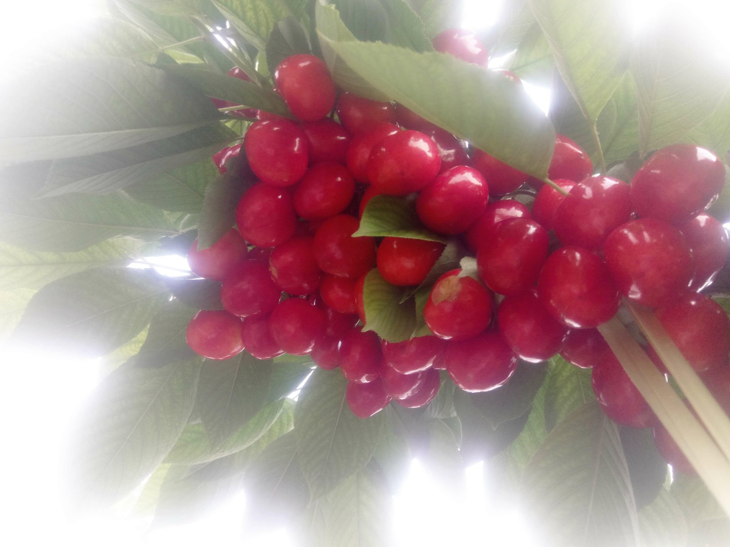 陕西樱桃批发美早樱桃批发暖棚樱桃基地