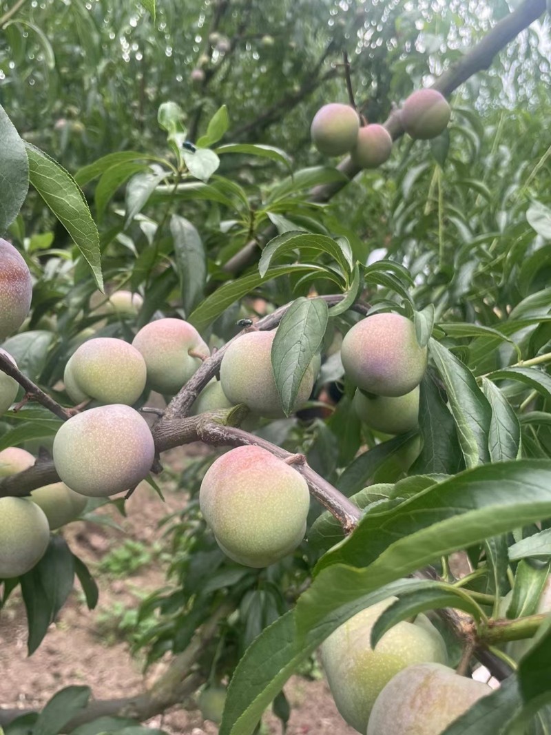 青脆李 半边红李子