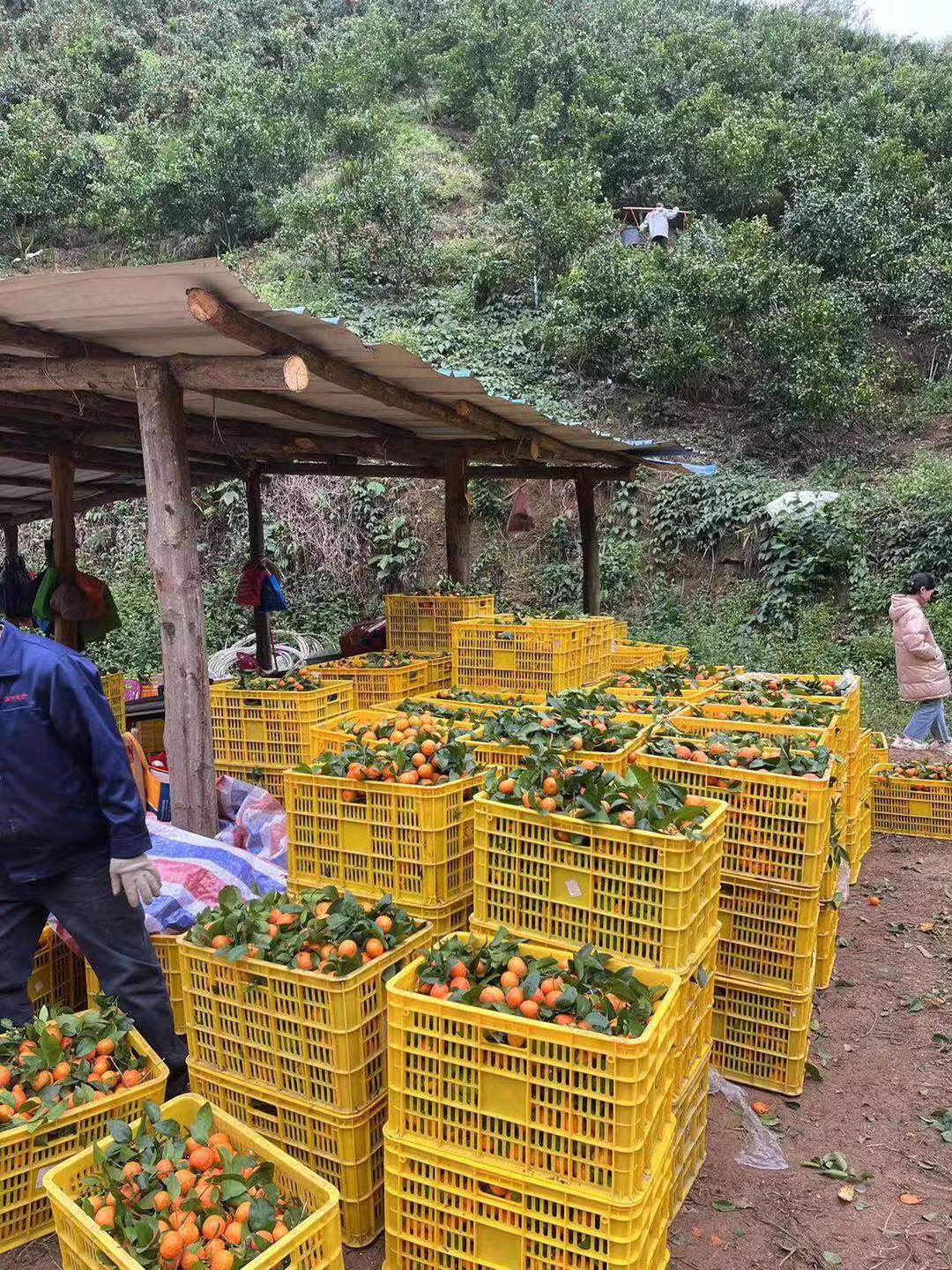 广州从化正宗砂糖桔