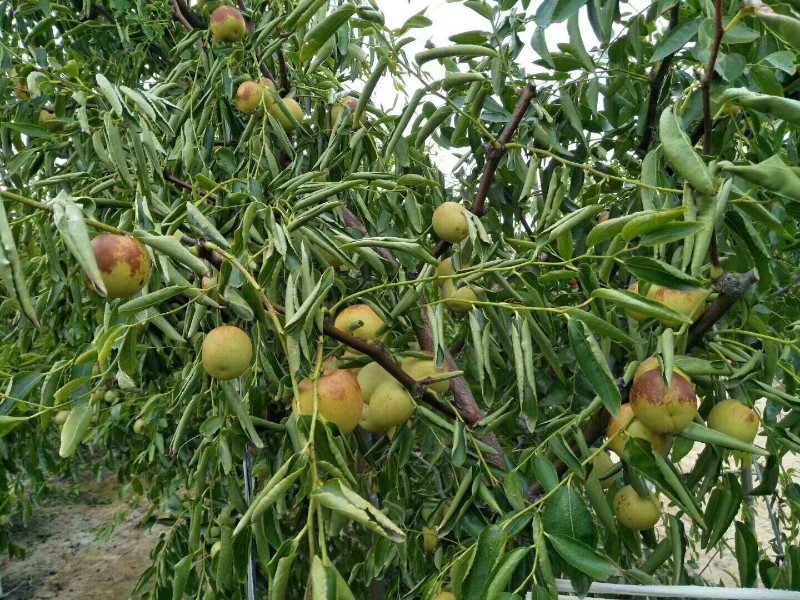 沾化冬枣（一级果）承接各种电商、微商，量大有优惠